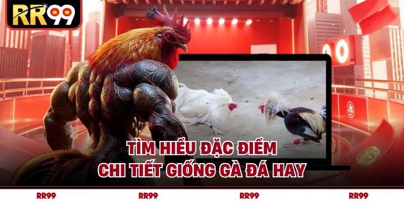 Tìm hiểu đặc điểm chi tiết giống gà đá hay