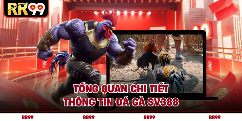 Tổng quan chi tiết thông tin đá gà sv388